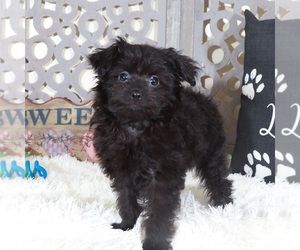 Pomeranian-Poodle (Toy) Mix Puppy for sale in MOUNT VERNON, OH, USA