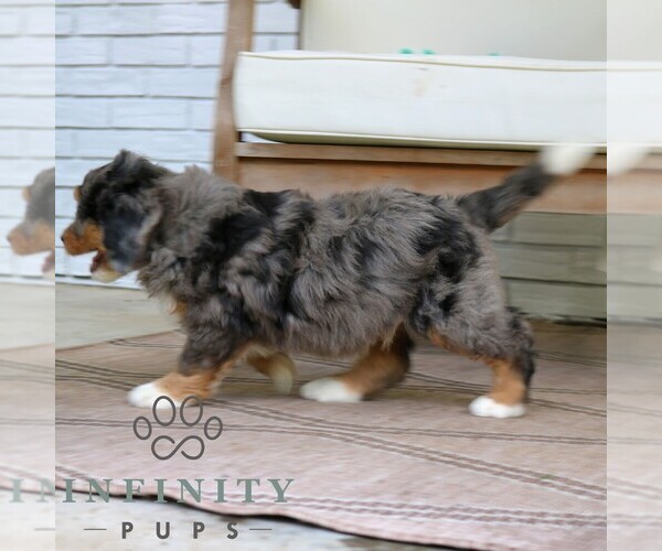 Medium Photo #4 Bernedoodle (Miniature) Puppy For Sale in NARVON, PA, USA