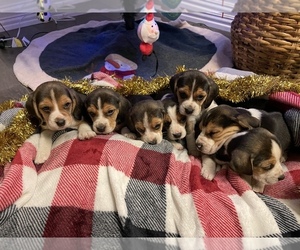 Beagle Puppy for sale in HOUSTON, TX, USA