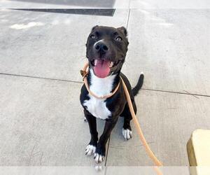 Medium American Pit Bull Terrier-Labrador Retriever Mix