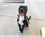 Small American Pit Bull Terrier-Labrador Retriever Mix