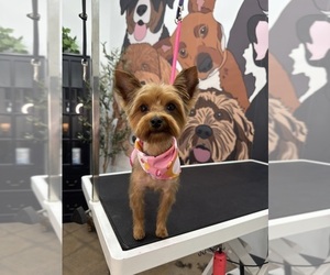 Mother of the Yorkshire Terrier puppies born on 04/24/2026