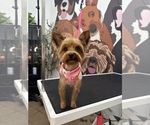 Small Photo #1 Yorkshire Terrier Puppy For Sale in PHOENIX, AZ, USA