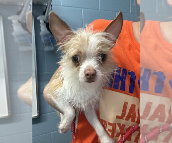 Medium Photo #1 Chihuahua Puppy For Sale in Evansville, IN, USA