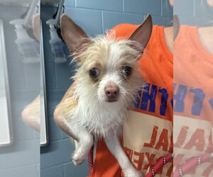 Chihuahua Dogs for adoption in Evansville, IN, USA