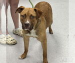 Small #2 Retriever  Mix