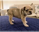 Small #5 French Bulldog