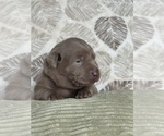 Puppy Clover Labrador Retriever