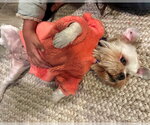 Small #4 Maltese Mix