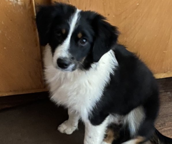 Medium Photo #24 Miniature American Shepherd Puppy For Sale in PLACERVILLE, CA, USA