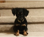 Small Photo #5 Chiweenie Puppy For Sale in OMAHA, NE, USA