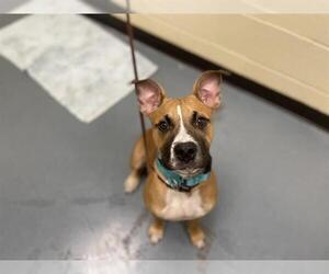 American Pit Bull Terrier Dogs for adoption in Denver, CO, USA