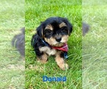 Small #6 YorkiePoo
