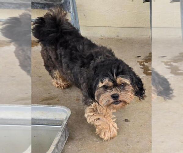 Medium Photo #3 Shih Tzu Puppy For Sale in San Antonio, TX, USA