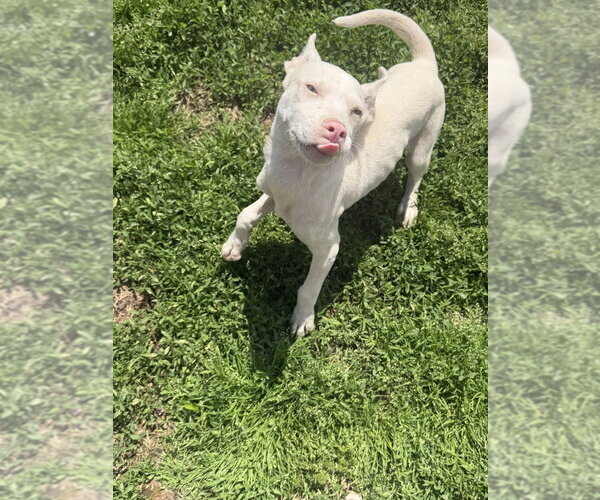 Medium Photo #1 Siberian Husky-Unknown Mix Puppy For Sale in Springdale, PA, USA