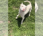Small Siberian Husky Mix
