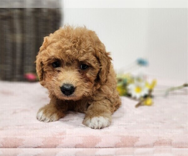 Medium Photo #5 Goldendoodle (Miniature) Puppy For Sale in PEMBROKE PINES, FL, USA
