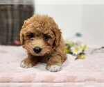 Small Photo #5 Goldendoodle (Miniature) Puppy For Sale in PEMBROKE PINES, FL, USA