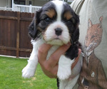 Puppy 3 Cavalier King Charles Spaniel