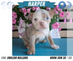 Small #9 English Bulldog