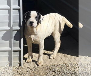 Saint Bernard-Unknown Mix Dogs for adoption in Woodsfield, OH, USA