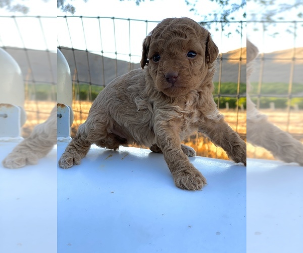 Medium Photo #3 Poodle (Toy) Puppy For Sale in HANFORD, CA, USA