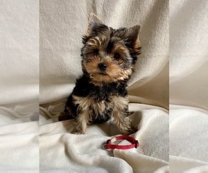 Yorkshire Terrier Puppy for sale in BIG LAKE, MN, USA