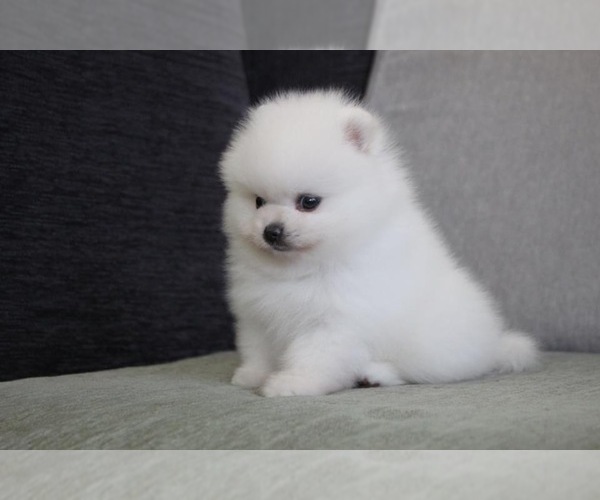 Medium Photo #1 Pomeranian Puppy For Sale in CHICAGO, IL, USA
