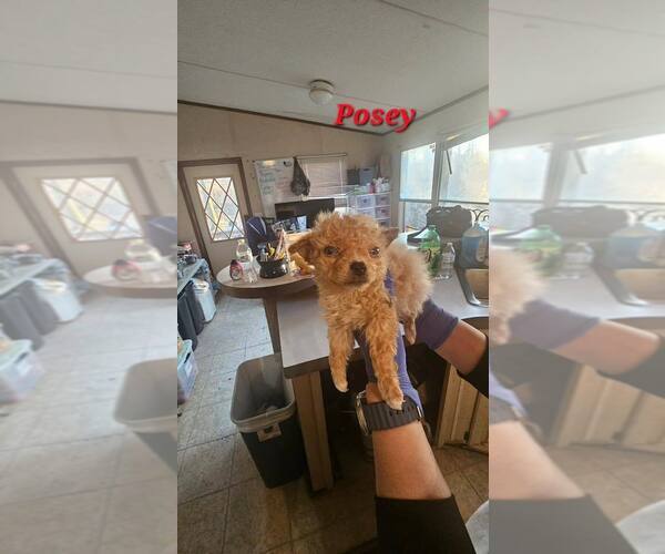 Medium Photo #2 Mutt Puppy For Sale in New York, NY, USA