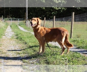 Mother of the Golden Retriever puppies born on 07/10/2026