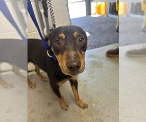 Chihuahua-Unknown Mix Dogs for adoption in San Bernardino, CA, USA