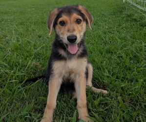 German Shepherd Dog Puppy for sale in WOODBURN, KY, USA