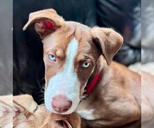 Siberian Husky-Unknown Mix Dogs for adoption in pomfret, CT, USA
