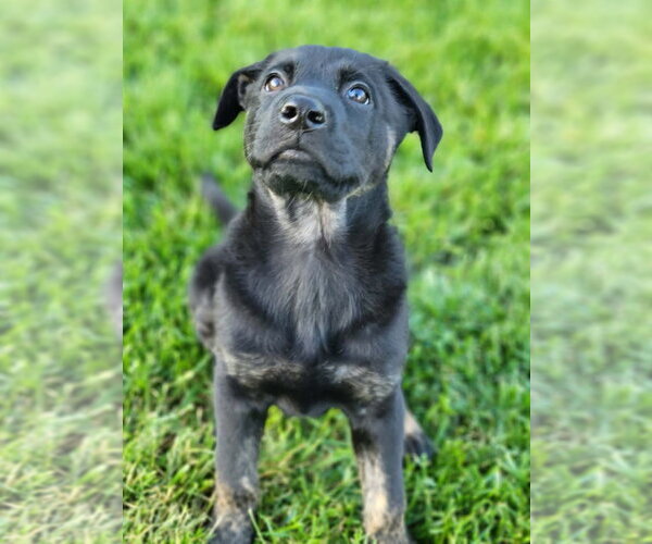 Medium Photo #1 German Shepherd Dog-Unknown Mix Puppy For Sale in Germantown, OH, USA