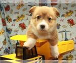 Small Photo #3 Pembroke Welsh Corgi Puppy For Sale in SHAWNEE, OK, USA