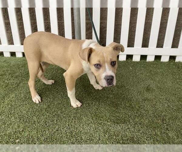 Medium Photo #1 Mutt Puppy For Sale in Modesto, CA, USA