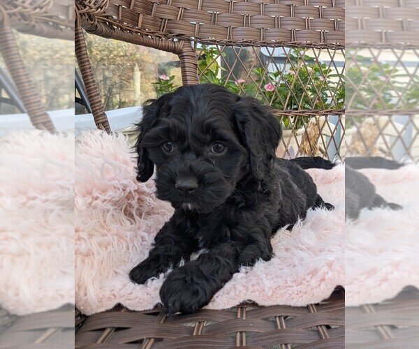 Medium Photo #1 Cock-A-Poo Puppy For Sale in SALEM, MO, USA