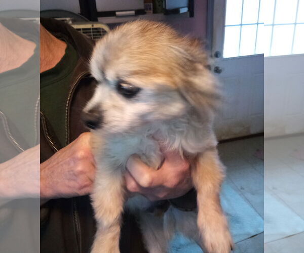 Medium Photo #4 Cheeks Puppy For Sale in Oakdale, TN, USA