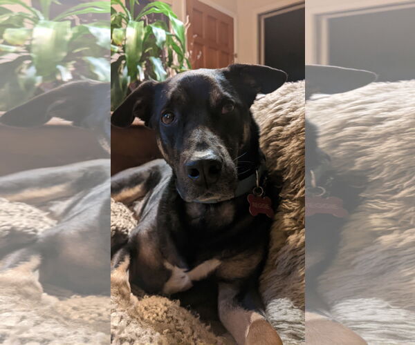 Medium Photo #5 Border Collie-Unknown Mix Puppy For Sale in Fort Collins, CO, USA