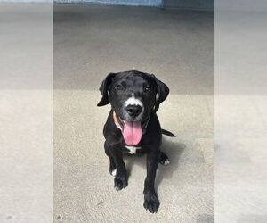 Labrador Retriever-Unknown Mix Dogs for adoption in Aurora, CO, USA