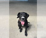 Small Labrador Retriever Mix