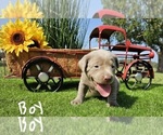 Puppy Silver boy Labrador Retriever