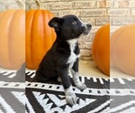Small #4 Australian Cattle Dog-Border Collie Mix