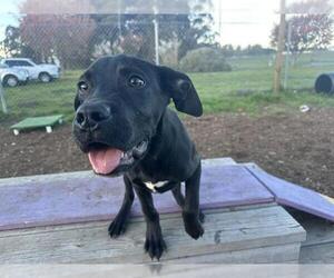 Labrador Retriever-Unknown Mix Dogs for adoption in McKinleyville, CA, USA