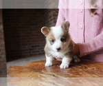 Small Photo #3 Pembroke Welsh Corgi Puppy For Sale in FAIR GROVE, MO, USA