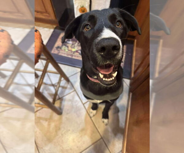 Medium Photo #17 Great Dane-Unknown Mix Puppy For Sale in Bullard, TX, USA