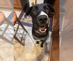 Small #16 Great Dane Mix