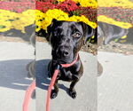 Small #2 American Pit Bull Terrier-Labrador Retriever Mix