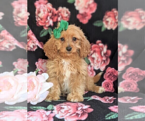 Medium Photo #1 Cavapoo-Poodle (Miniature) Mix Puppy For Sale in BIRD IN HAND, PA, USA