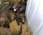 Small Photo #10 Labrador Retriever Puppy For Sale in RAYMOND, IL, USA